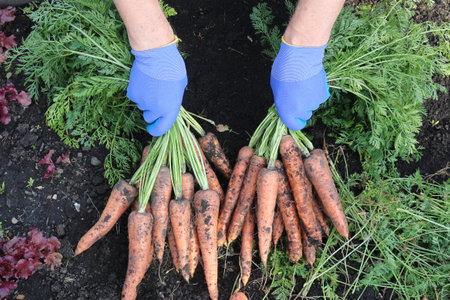 Close-up of a gardener's hands holding a bunch of carrots.