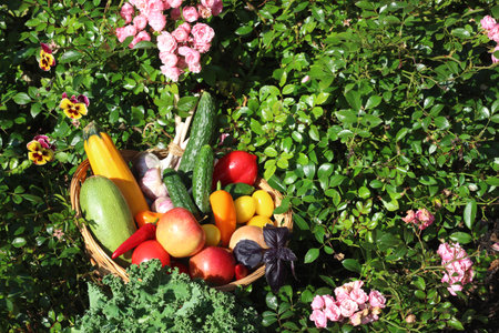 fresh vegetables in a basket stand in the garden. Zucchini, tomatoes, cucumbers, carrots in a basket on the tableの写真素材