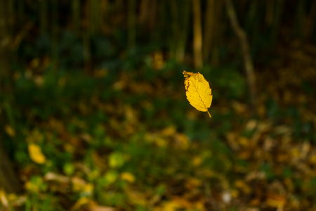 A single yellow leaf falls from a tree at autumn.の写真素材