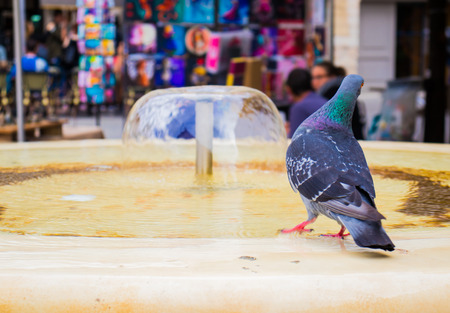 Fountain in the crowded area of ââthe city during the heat. The pigeon flew to drink water.の写真素材