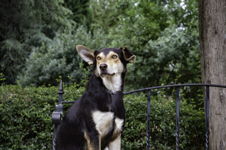 A black dog with a white breast, yellow eyes and a standing ear.の写真素材