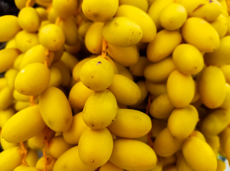 A bunch of dates fruits hanging from a palm tree.Closup.の写真素材