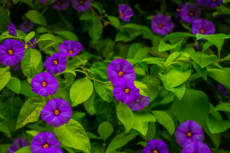 Violet flowers Morning glory on a background of green leaves.の写真素材