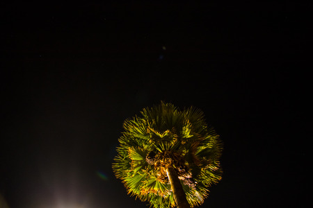 The top of the palm tree against the background of the night sky is lit by a lantern.の写真素材