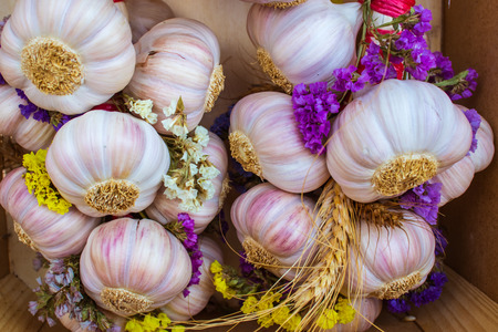 Bunches of garlic with little interwoven flowers.の写真素材