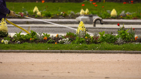 Watering a flower lawn in the park in spring.の写真素材