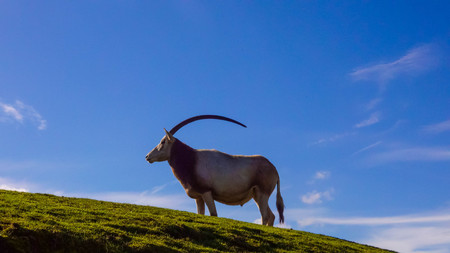The scimitar oryx or scimitar-horned oryx (Oryx dammah), also known as the Sahara oryx stands on a hill with a blue sky. A profile portrait shows the length of the animal's horns.の写真素材