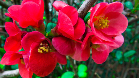 Blossom of pink peach flowers close-up.の写真素材
