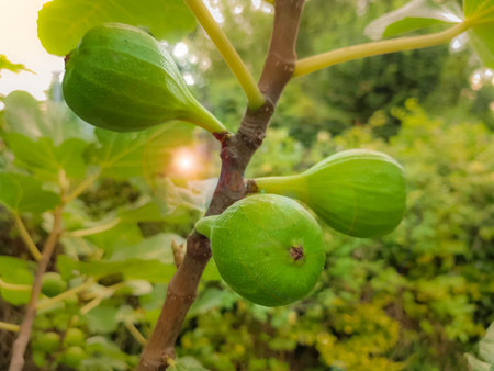 Fruits of a green fig on a tree.s