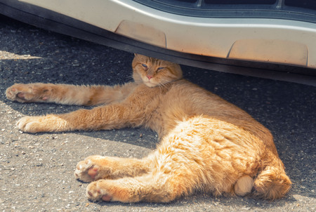 A dominant male, a red cat with testicles without a tail lies on its side under the car.の写真素材