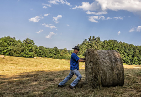 A man pushes a heap of straw freshly harvested wheat. Agricultural work. Harvesting of wheat.の写真素材