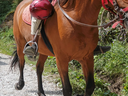 Belly and legs of a brown horse with a rider on his back for a walk.