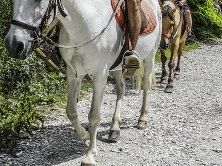 Belly and legs of a white horse with a rider on his back for a walk.の写真素材