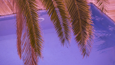 Red leaves of a palm tree over blue water in a pool. The concept of heat and coolness.の写真素材