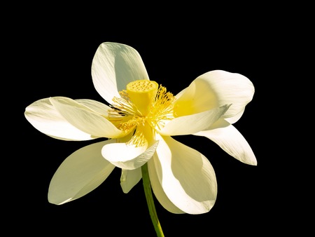 White open lotus flower with yellow pestle is isolated on a black background.の写真素材