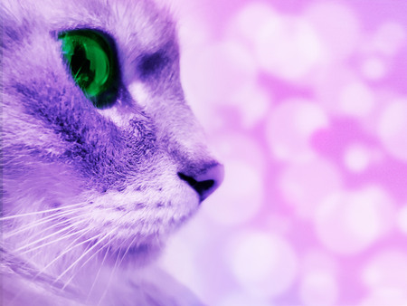 Profile of the cat's muzzle with green eyes on a blurry background with a bokeh effect.の写真素材