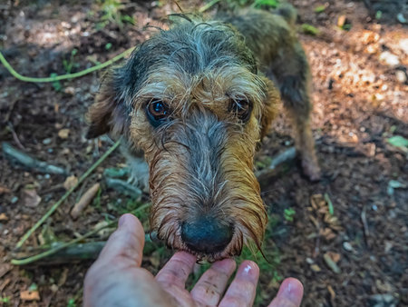 A dog griffon nivernais with sad eyes sniffs a man's hand.