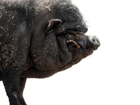 Portrait of a black chinese dirty pig isolated on white background