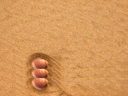 Texture of wet sand with traces of flowing sea waves and seashell clam on the beach.の写真素材
