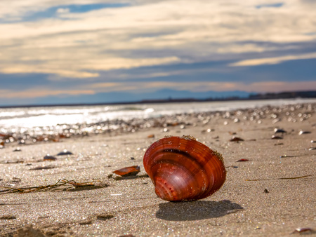 Seashell clam on the sand against the background of sparkling waves and cloudy sky on the beach..の写真素材