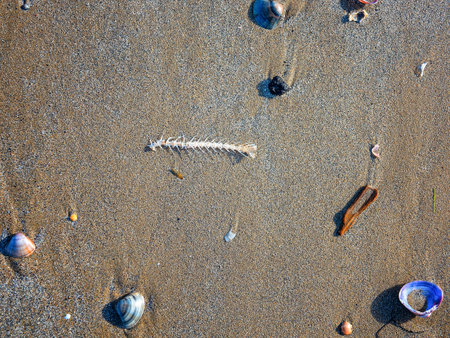 Fish bone and seashalls on wet sand thrown out by the sea wave. Ecology concept