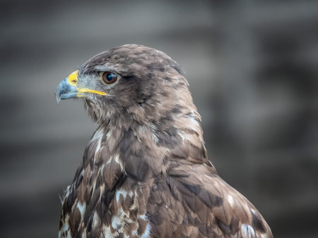 Portrait of a bird eagle with gray plumage.
