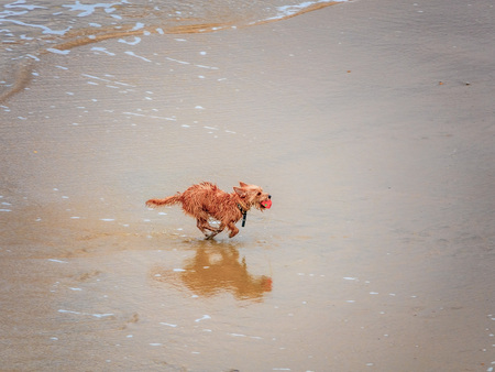 A little dog runs after the ball on the beach.の写真素材