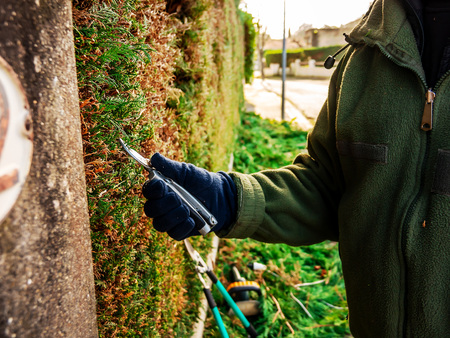 Garden work on pruning cypress branches of living fence..の写真素材