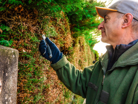 Man gardener doing maintenance work, pruning the living fence of cypress.