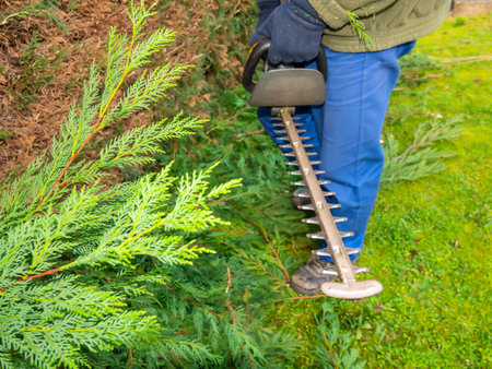 hedge clipper in the branches of cypress while garden work on trimming hedges..