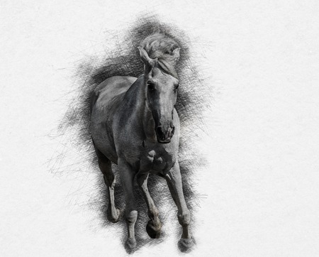 Galloping horse Stylization under the pencil black and white drawingの写真素材