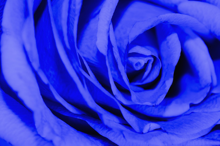 Head of blue rose flower with petals slose-upの写真素材