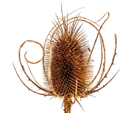 Silybum marianum, cardus marianus, blessed milkthistle, Marian, Mary or Scotch thistle. Dry flower isolated on white background . Side view. Macro.の写真素材