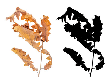 Alder branch with dry leaves isolated on white background with black alpha mask. Alnus glutinosa...
