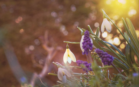 Galanthus snowdrops and Muscari or Mouse Hyacinth, the first spring flowers
