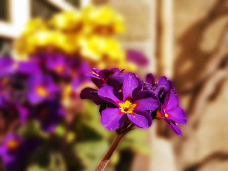violet flower primrose on blurred yellow background