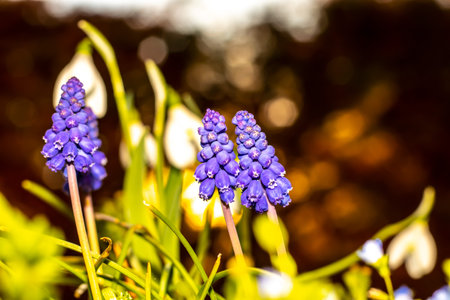 Muscari or Mouse Hyacinth, the first spring flowers