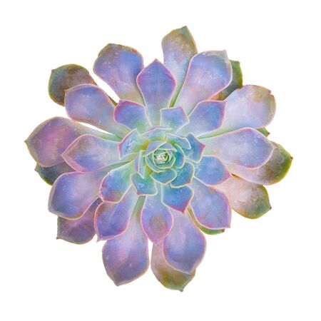 Succulent plant Echeveria Perle isolated on white background top view.の写真素材