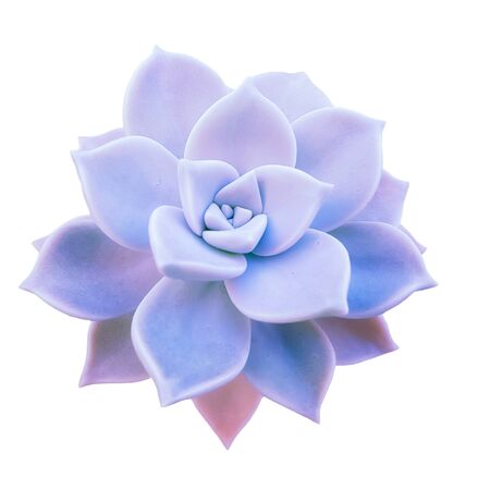 Succulent plant Echeveria Perle violette isolated on white backgroundの写真素材