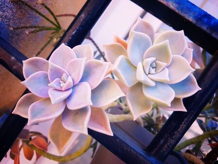 Succulent plant Echeveria Perle violette grows through the black iron grateの写真素材