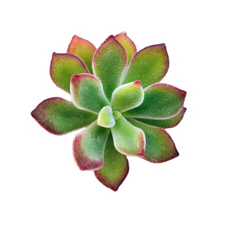Succulent plant Echeveria Perle grenn with rouge isolated on white backgroundの写真素材
