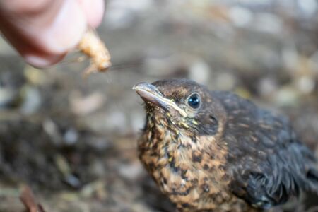 A young bird the thrush looks at a grasshopper in a human hand.の写真素材