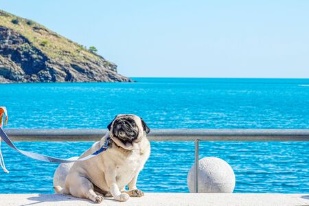 wounded dog French bulldog with a bandaged foot sits on a bench against the background of the seaの写真素材