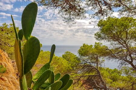 Big cactus on a cliff above the sea on a sunny dayの写真素材