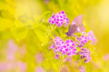 Flowers and butterfly yellow background with copy-space