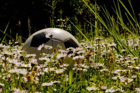 Ball on the flowers of daisies in meadow.の写真素材