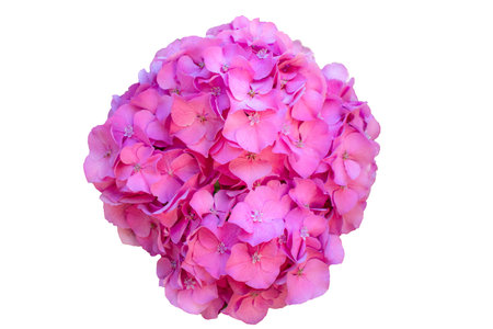 Pink hydrangea flowers isolated on white background