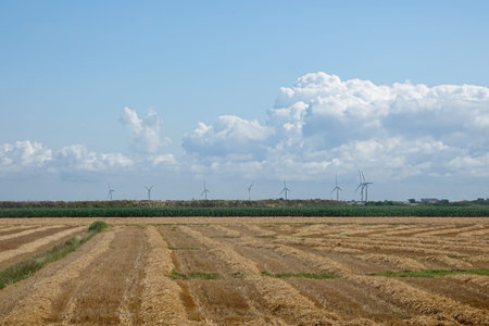 Agricultural field landscape with mown wheat on the background of a wind turbines