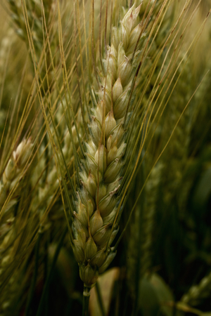 Green wheat fieldの写真素材