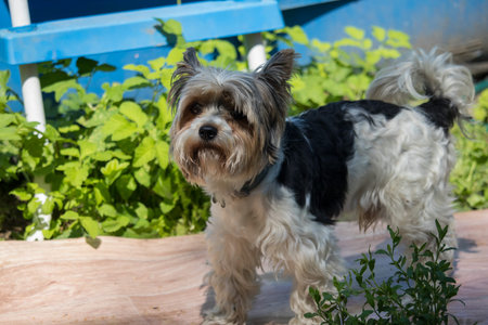 portrait adorable biver biewer-york in summer garden with green grass and blue stairsの写真素材